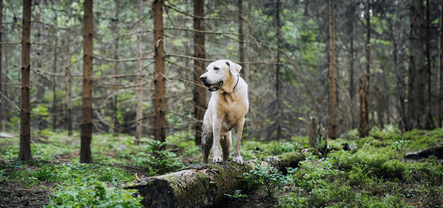 Healthy Fur, Happy Life